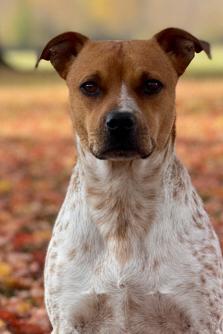 Enlarge Shayla, a ADOPTABLE mixed breed in Bedford, IN image 1/1