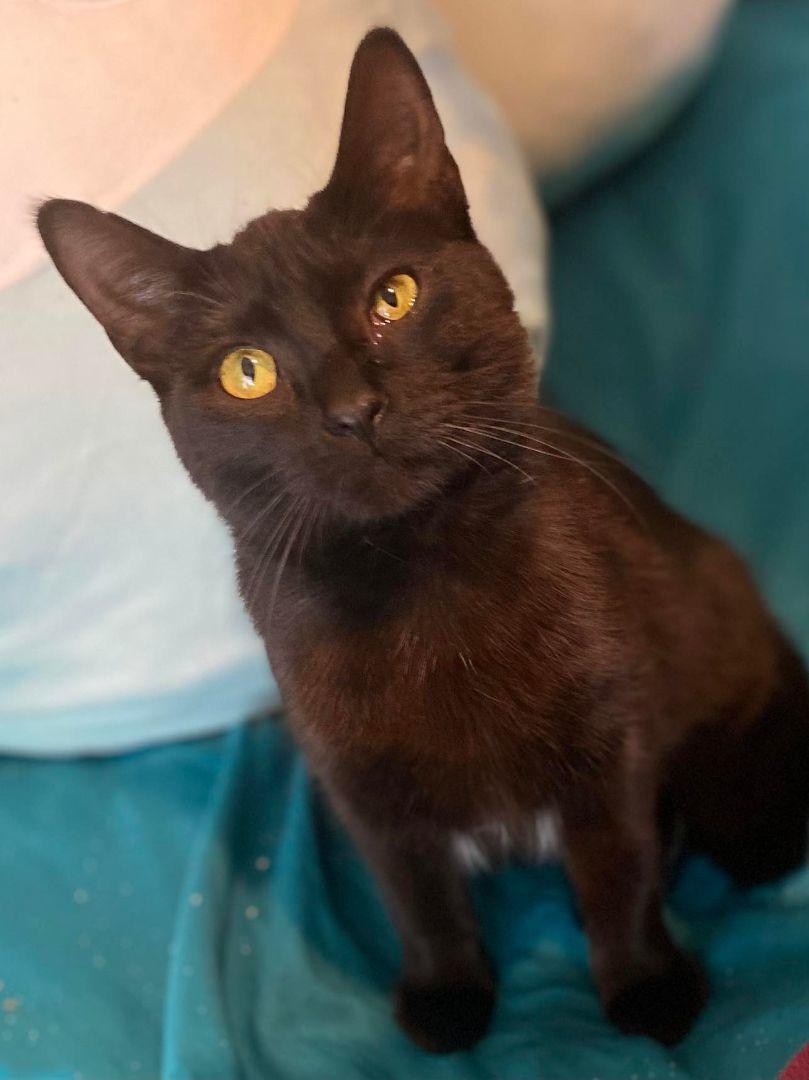 Enlarge Stelle', a Adoptable Domestic Short Hair in Burton, MI image 1/1