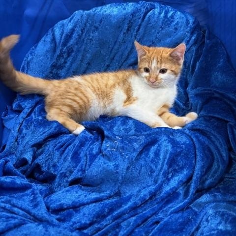 Peaches photo