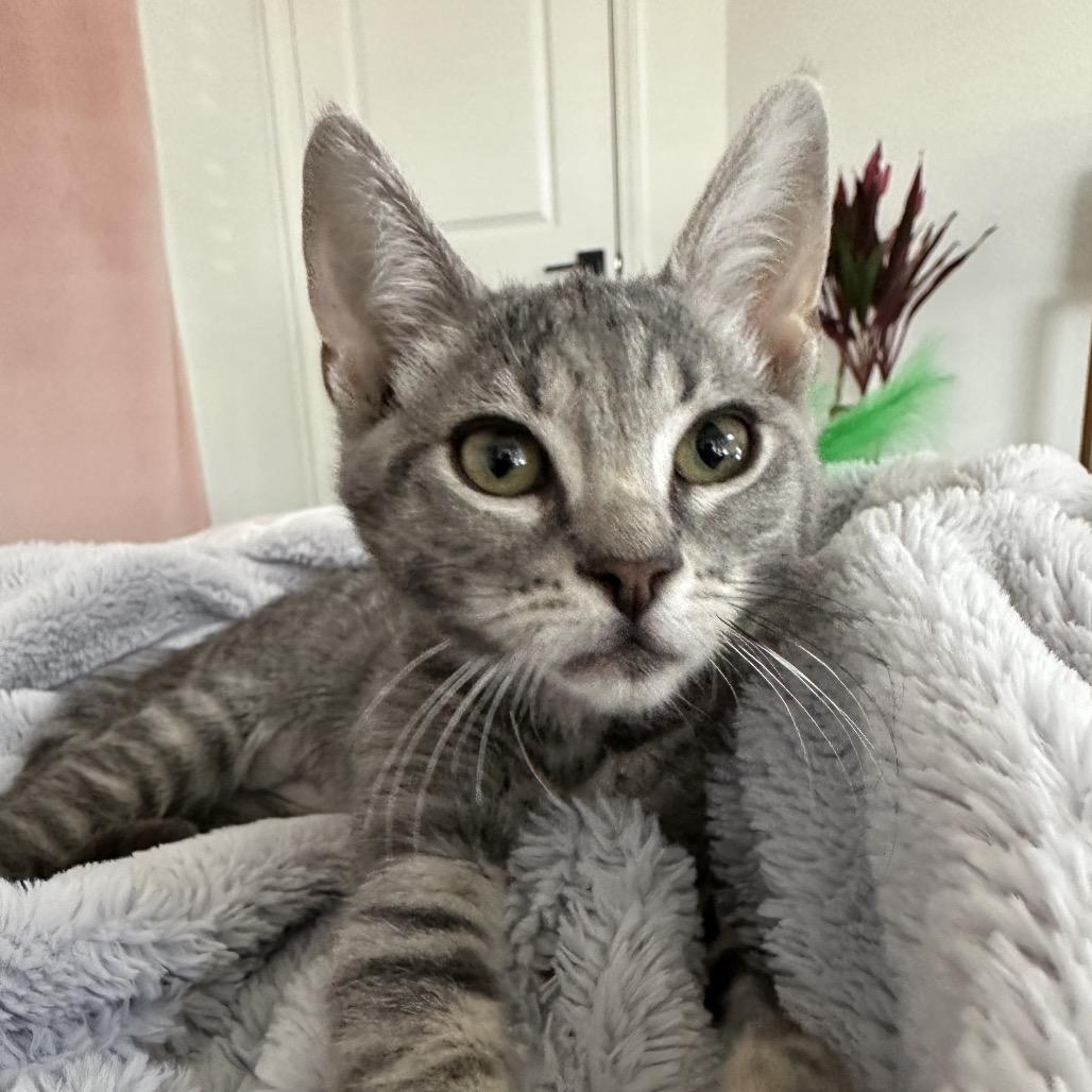Penny, Adoptable, Kitten Female Domestic Short Hair.