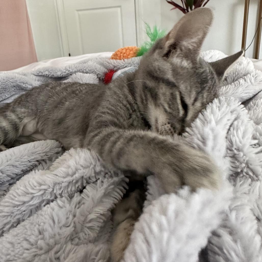 Enlarge Penny, a Adoptable Domestic Short Hair in Fresno, CA image 5/6