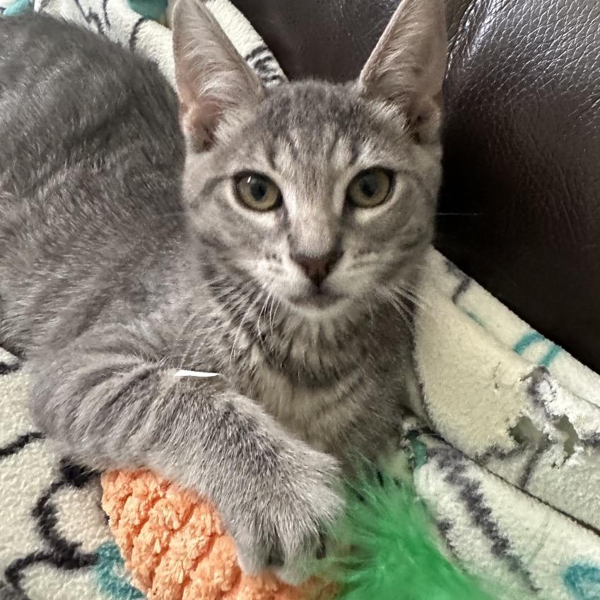 Enlarge Penny, a Adoptable Domestic Short Hair in Fresno, CA image 6/6