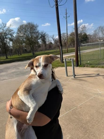 Meadow, Adoptable, Young Female Husky.