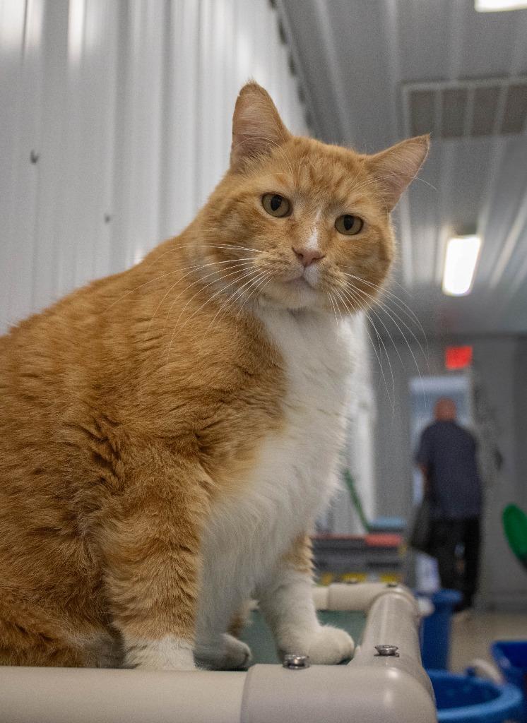 Morris, a Adoptable mixed breed in Hartford City, IN image 1/6