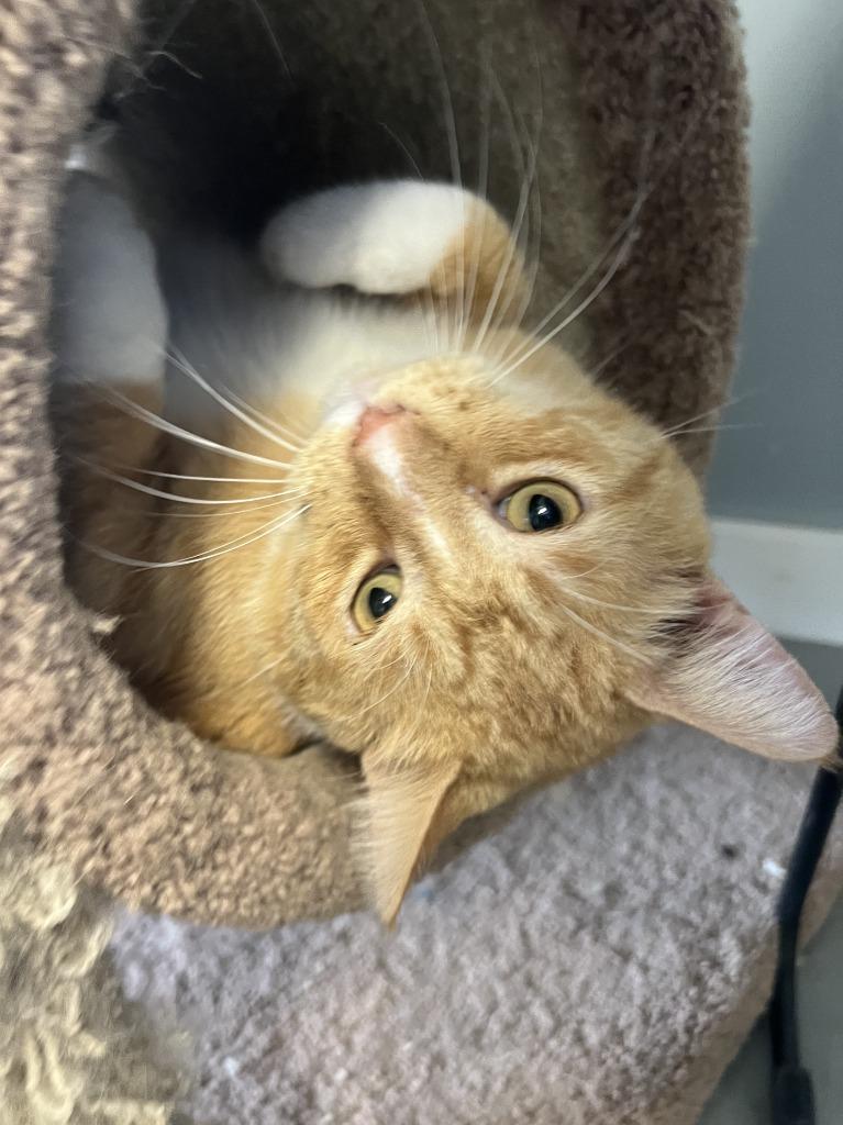 Enlarge Morris, a Adoptable mixed breed in Hartford City, IN image 2/5