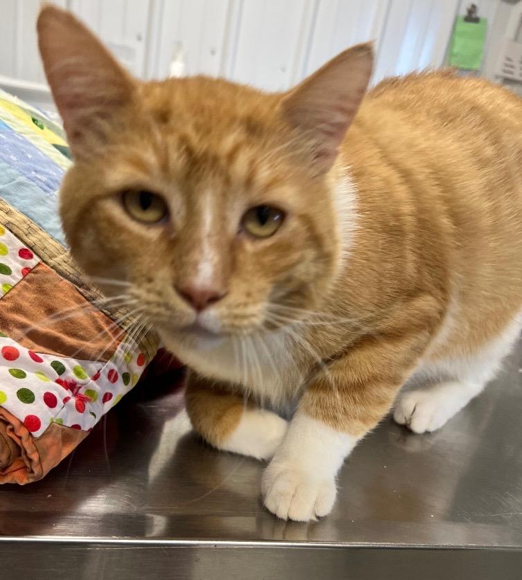 Morris, a Adoptable mixed breed in Hartford City, IN image 3/6