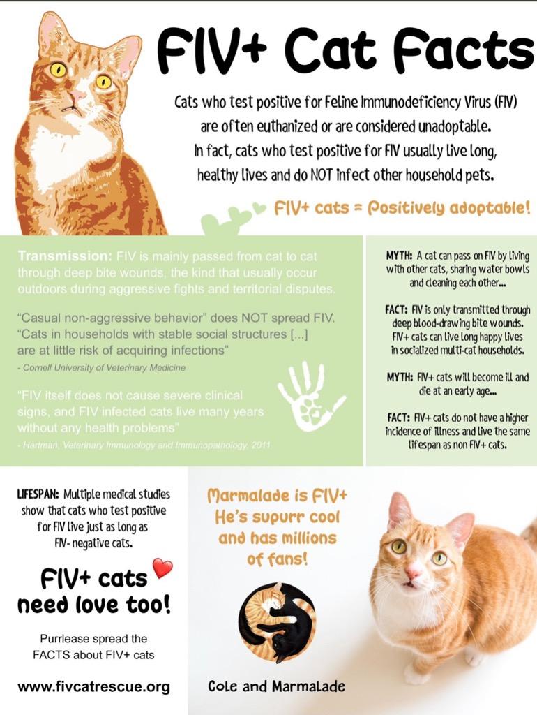 Morris, a Adoptable mixed breed in Hartford City, IN image 2/5