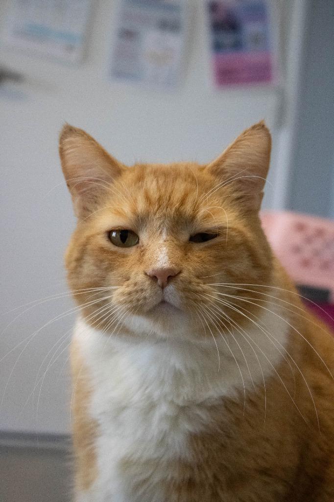 Morris, a Adoptable mixed breed in Hartford City, IN image 3/5