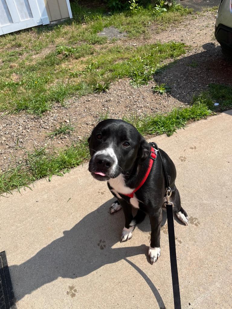 Enlarge Junior, a Adoptable mixed breed in Virginia, MN image 1/1