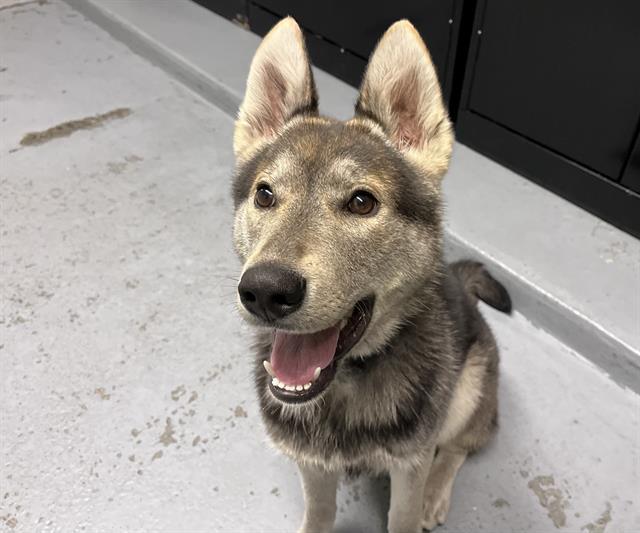 Enlarge WILEY, a Adoptable German Shepherd Dog in Kent, WA image 1/1