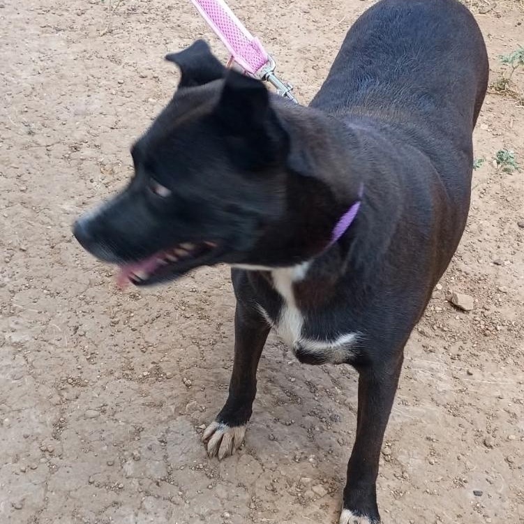 Enlarge China, a Adoptable mixed breed in Paramus, NJ image 4/6