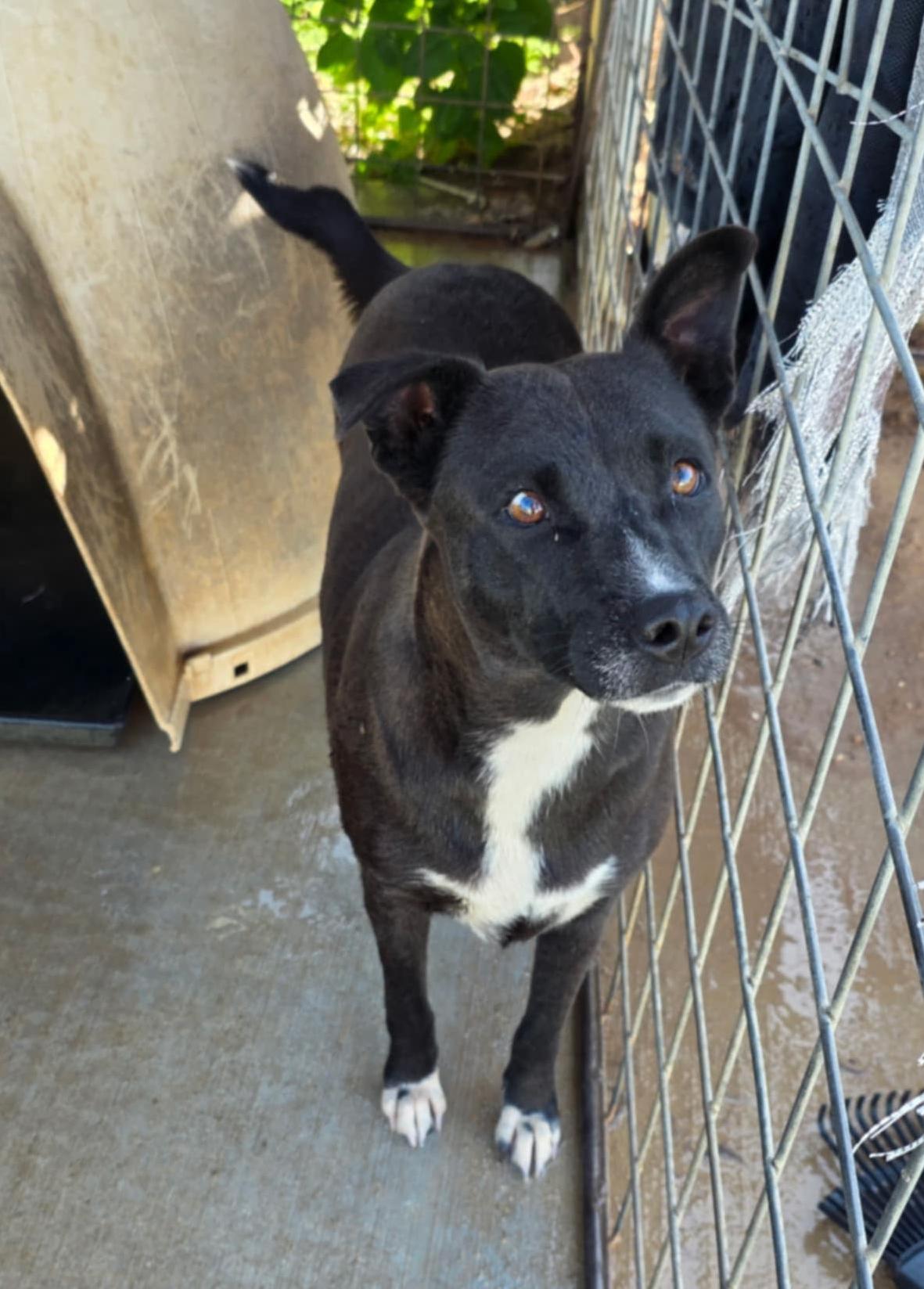 Enlarge China, a ADOPTABLE mixed breed in Paramus, NJ image 1/6