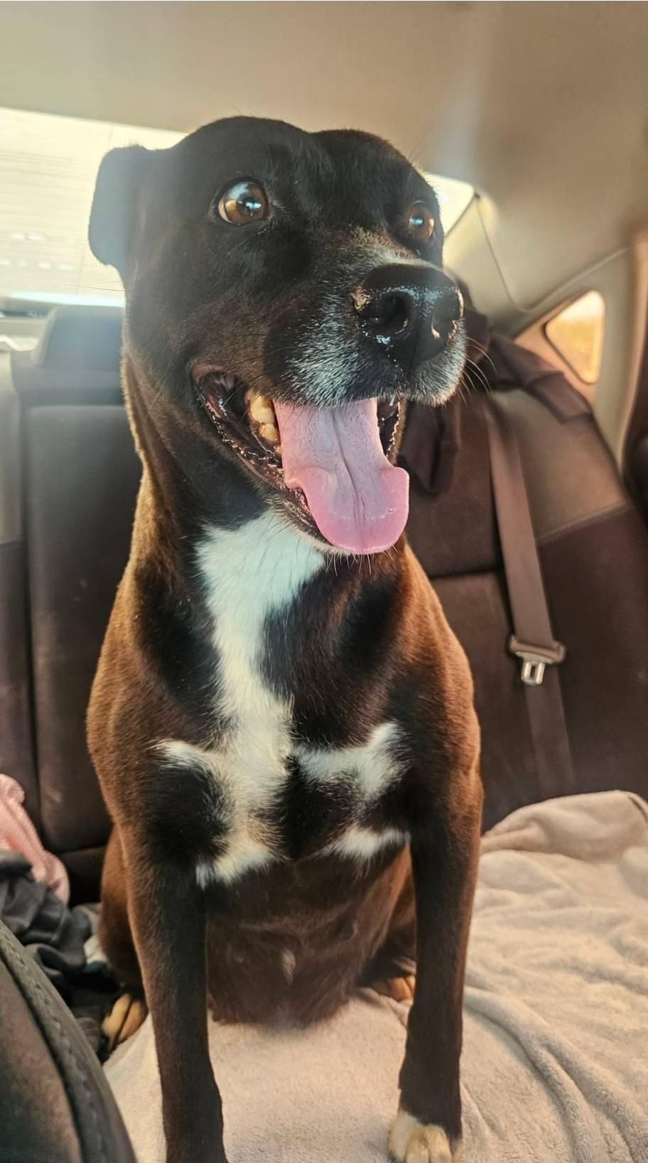 Enlarge China, an adoptable mixed breed in Paramus, NJ image 2/6