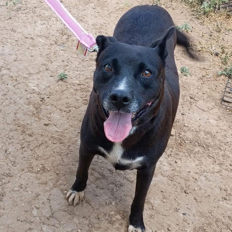 Enlarge China, a Adoptable mixed breed in Paramus, NJ image 6/6