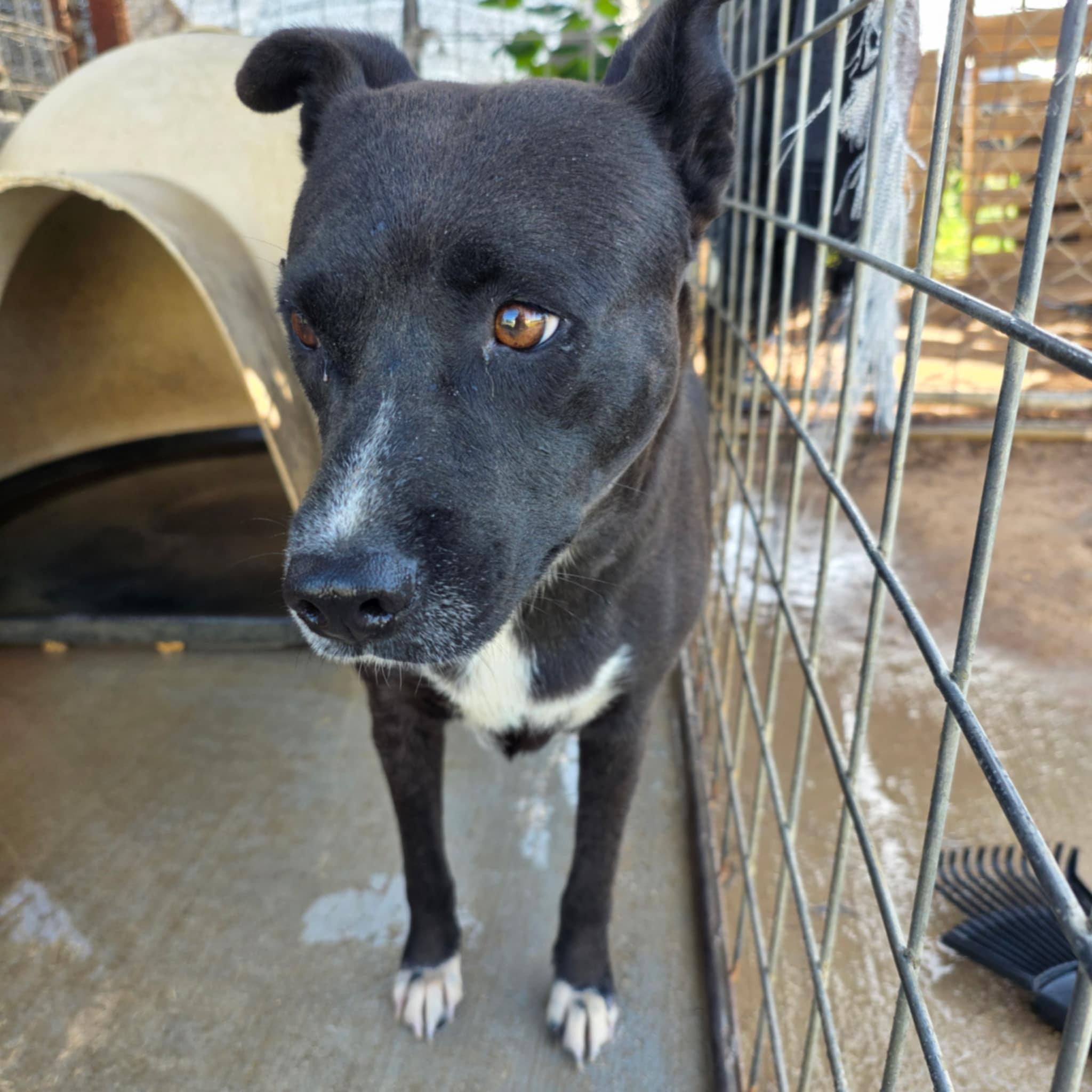 Enlarge China, a ADOPTABLE mixed breed in Paramus, NJ image 4/6