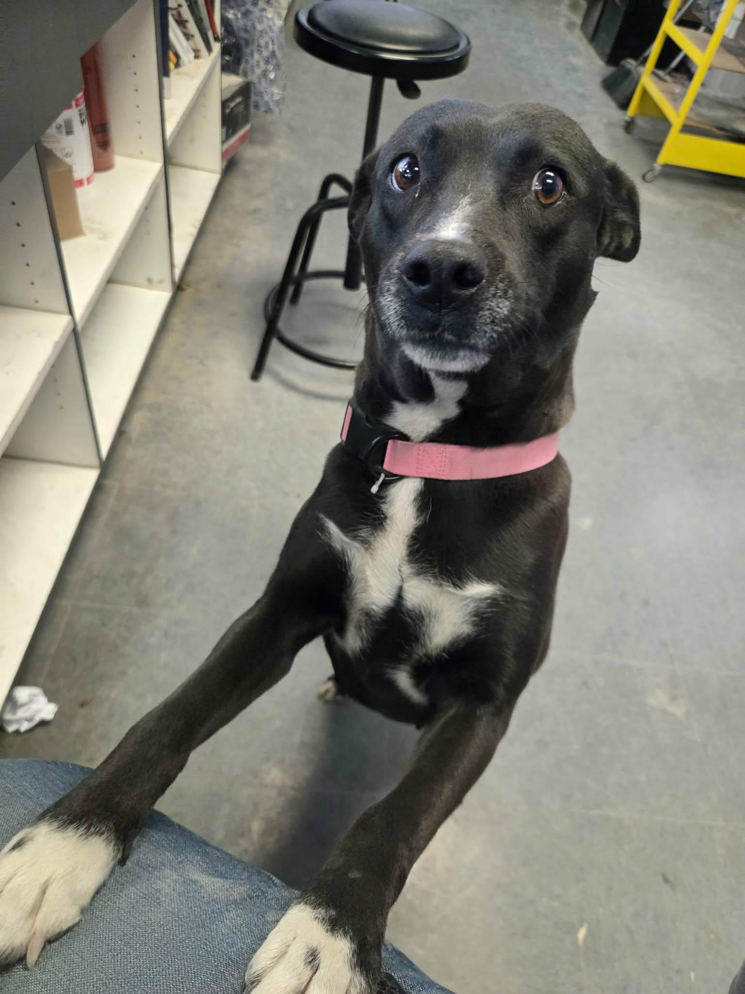 Enlarge China, a ADOPTABLE mixed breed in Paramus, NJ image 2/6