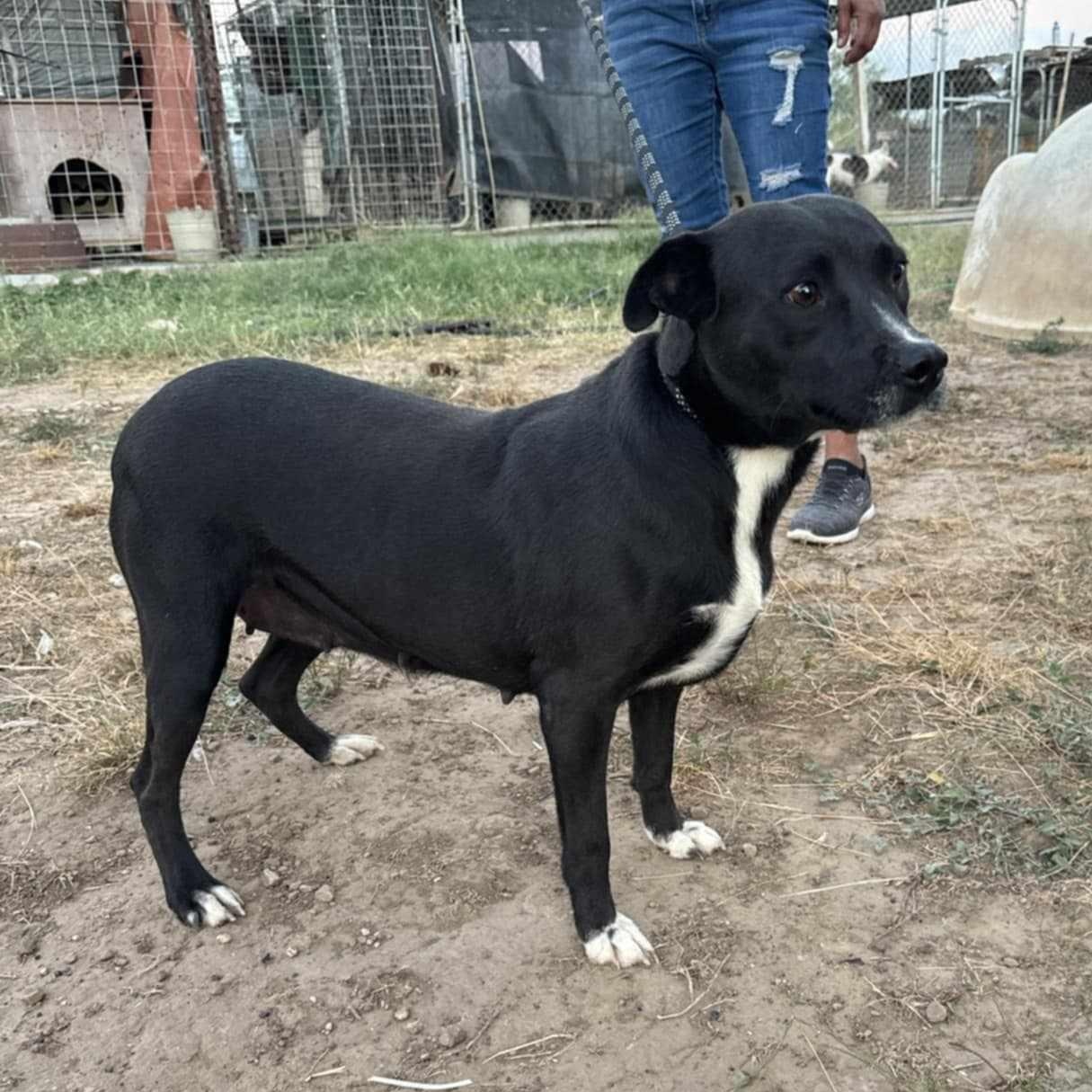 China, adoptable, Young Female American Staffordshire Terrier.