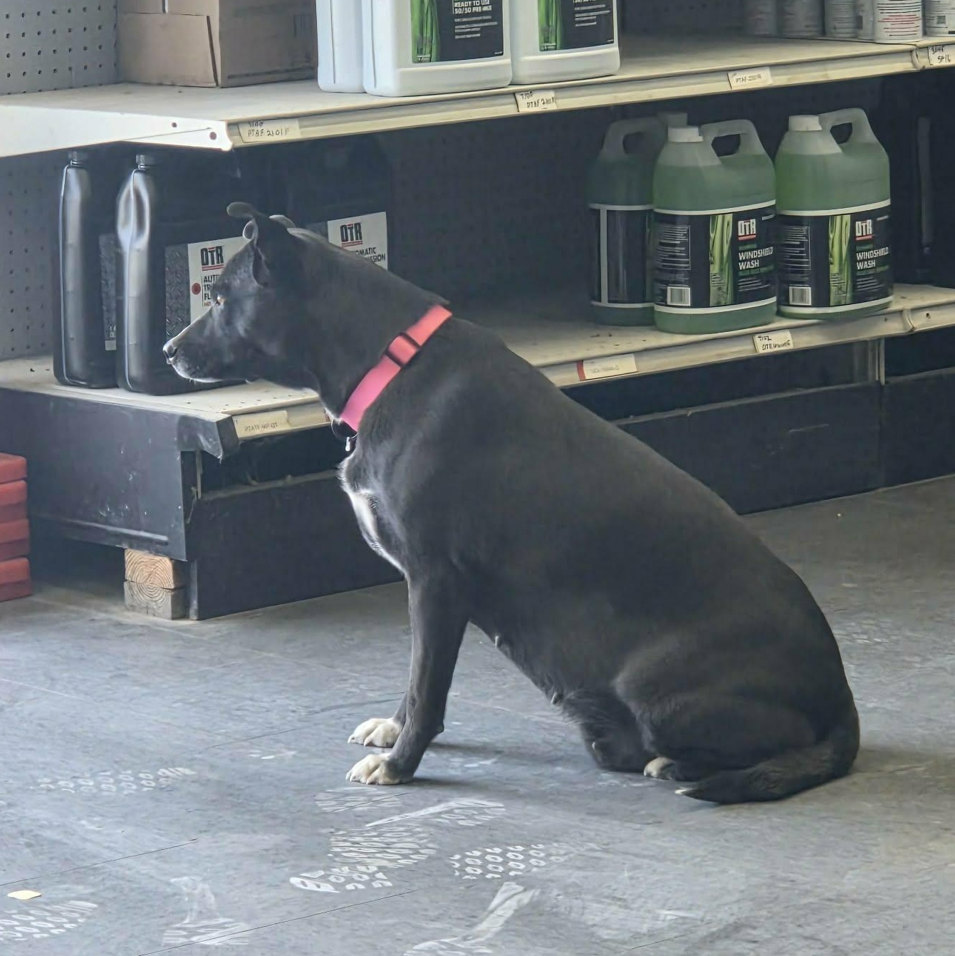 Enlarge China, a ADOPTABLE mixed breed in Paramus, NJ image 5/6