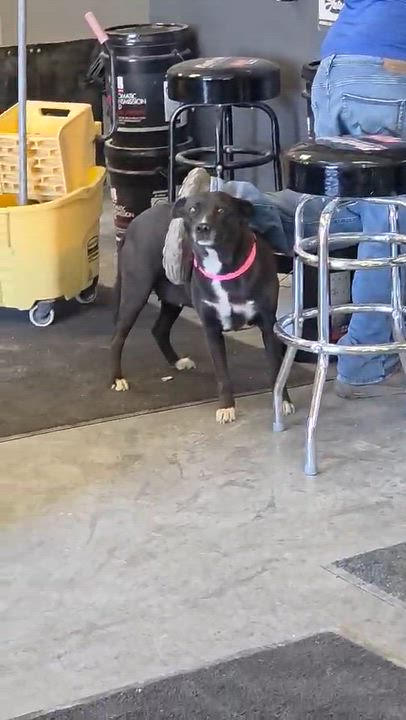 Enlarge China, a ADOPTABLE mixed breed in Paramus, NJ video 3/6