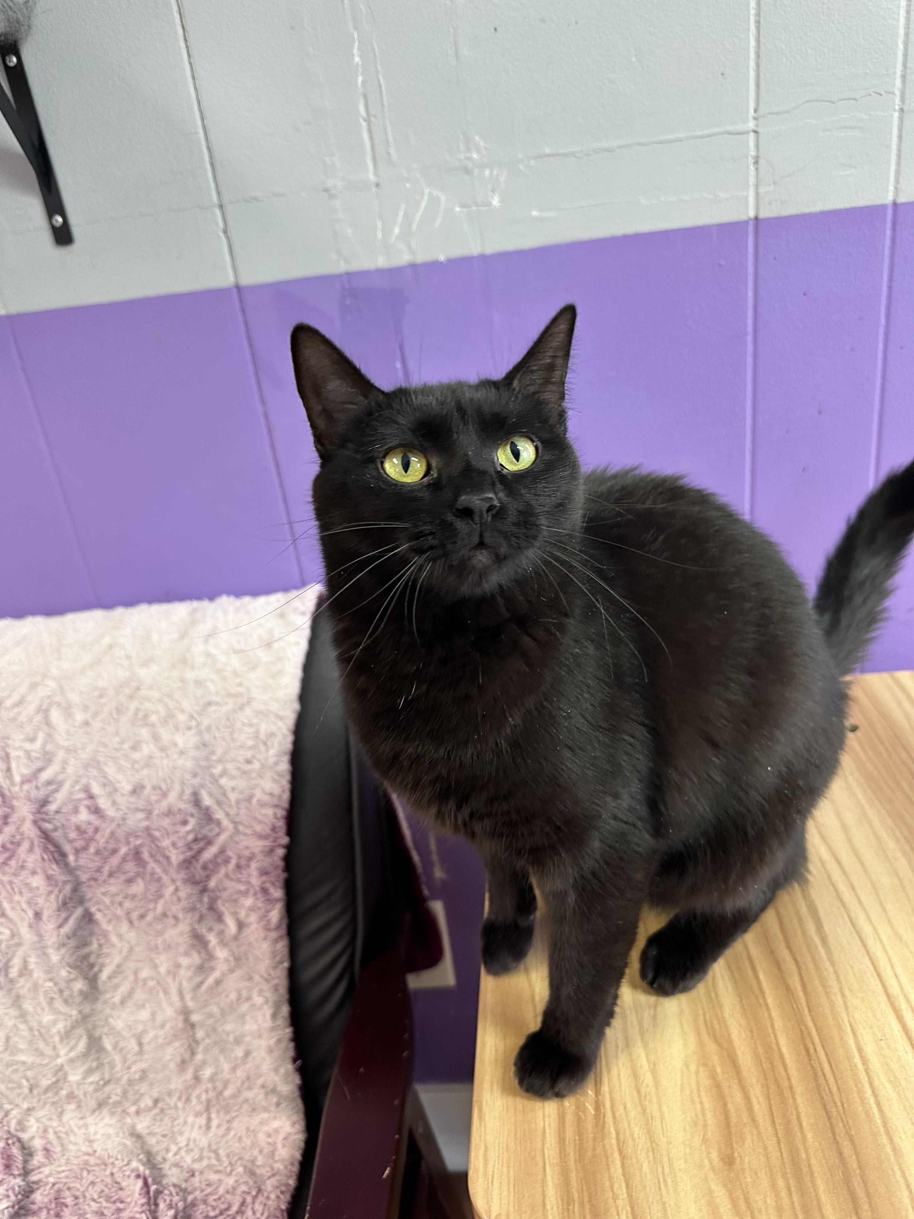 Enlarge Pinky, a Adoptable Domestic Short Hair in Kalamazoo, MI image 1/1