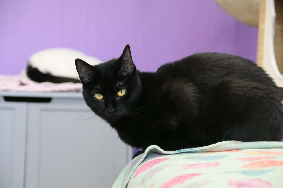 Pinky, Adoptable, Young Female Domestic Short Hair.