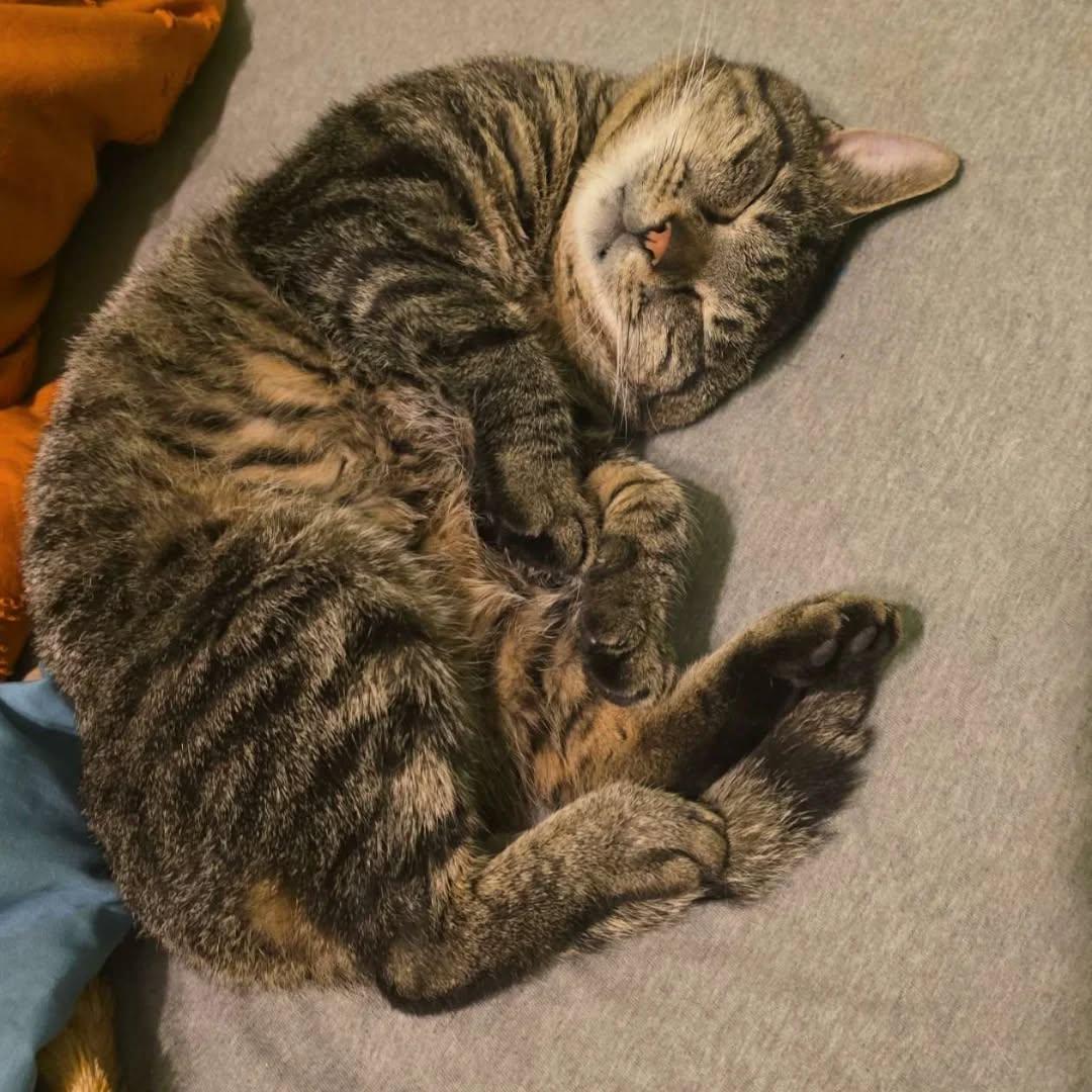 Roscoe, Adoptable, Young Male American Bobtail.