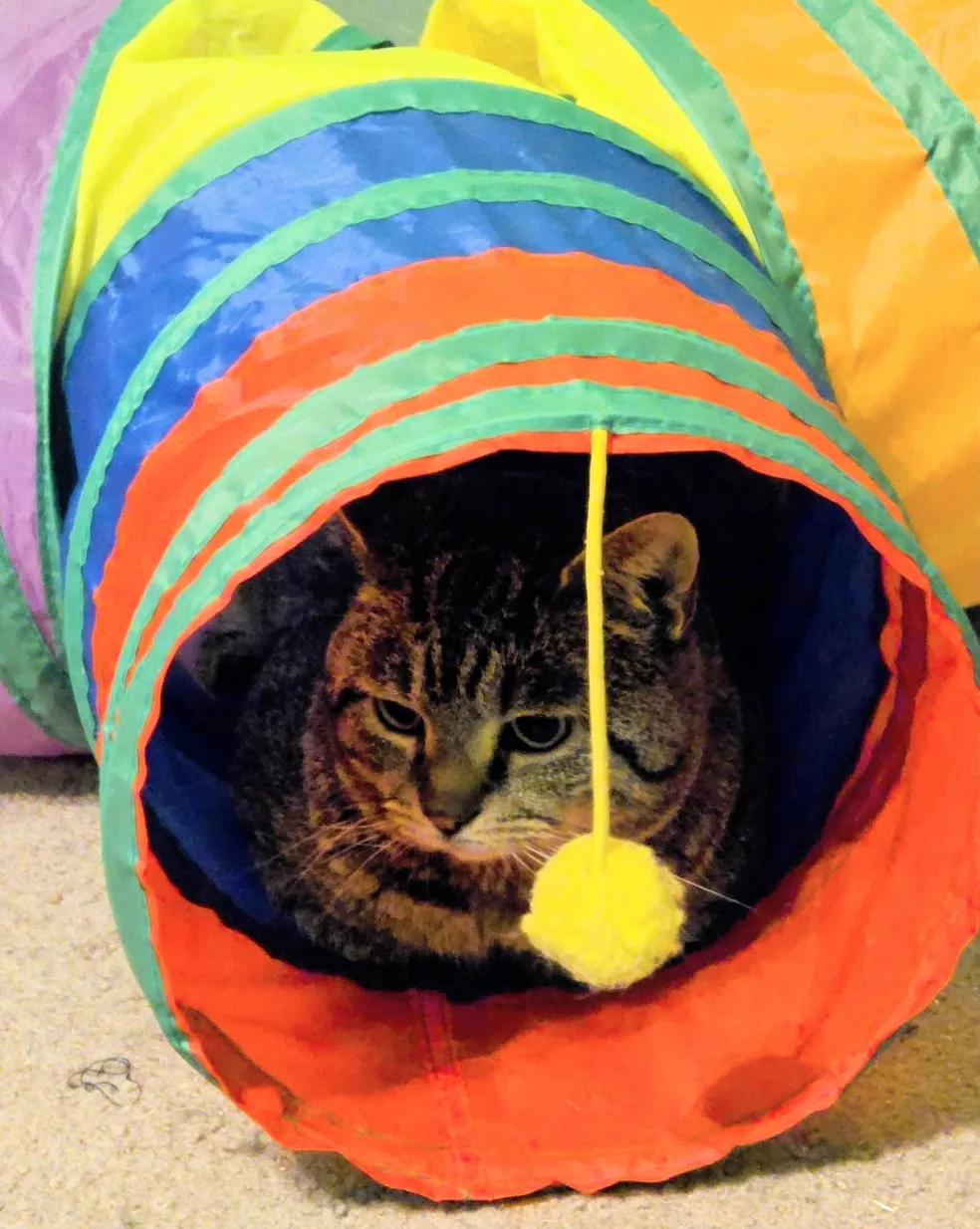 Roscoe, a Adoptable American Bobtail in Sanford, NC image 2/5