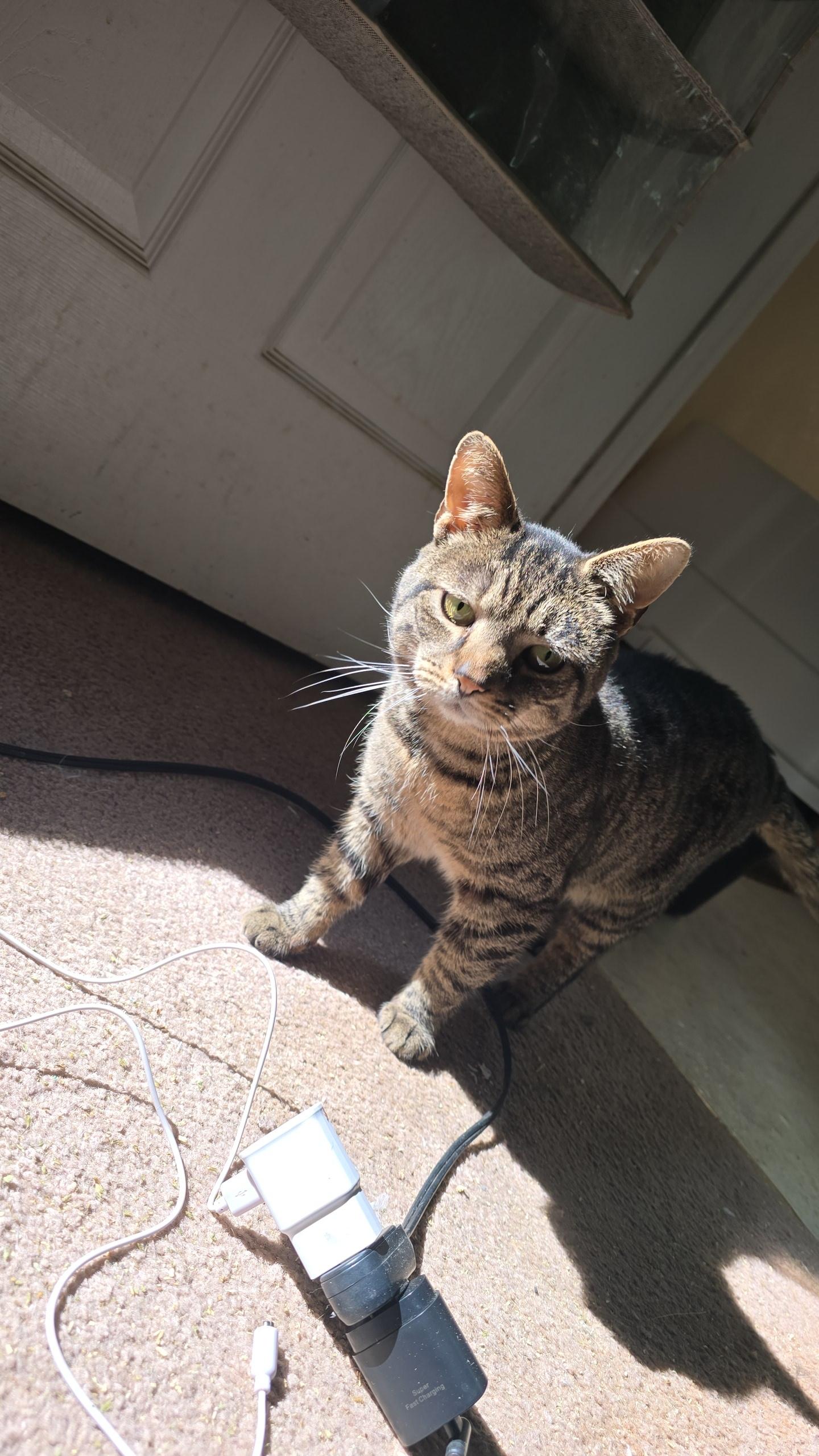 Enlarge Roscoe, a Adoptable American Bobtail in Sanford, NC image 5/6
