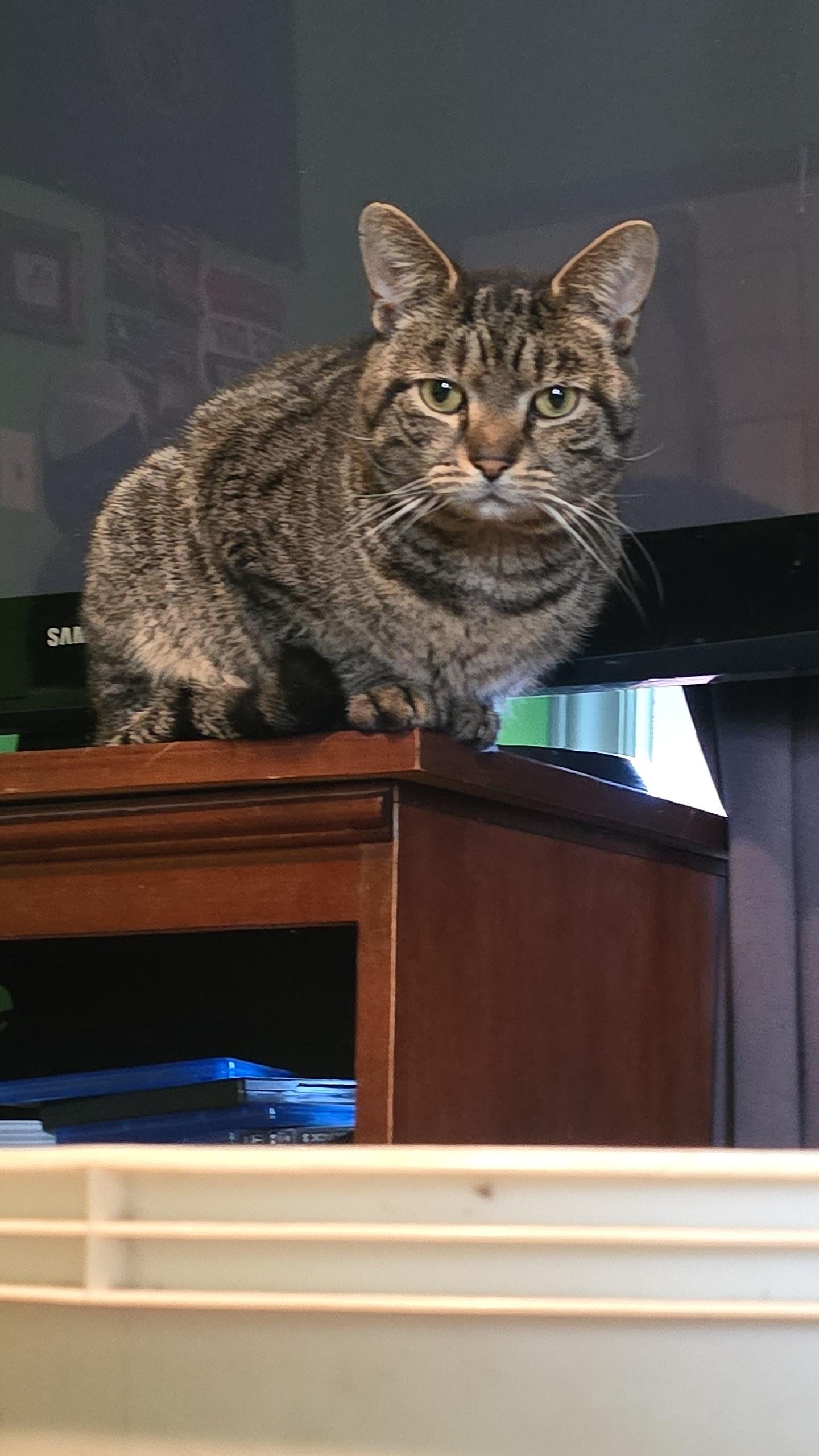 Enlarge Roscoe, a Adoptable American Bobtail in Sanford, NC image 6/6