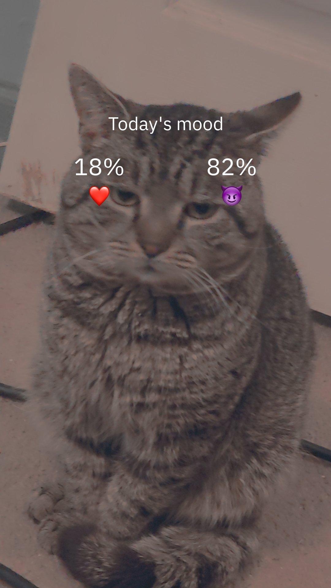 Roscoe, a Adoptable American Bobtail in Sanford, NC image 5/5