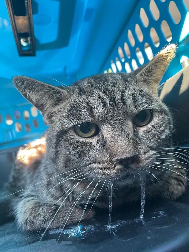 Roscoe, a Adoptable American Bobtail in Sanford, NC image 3/5