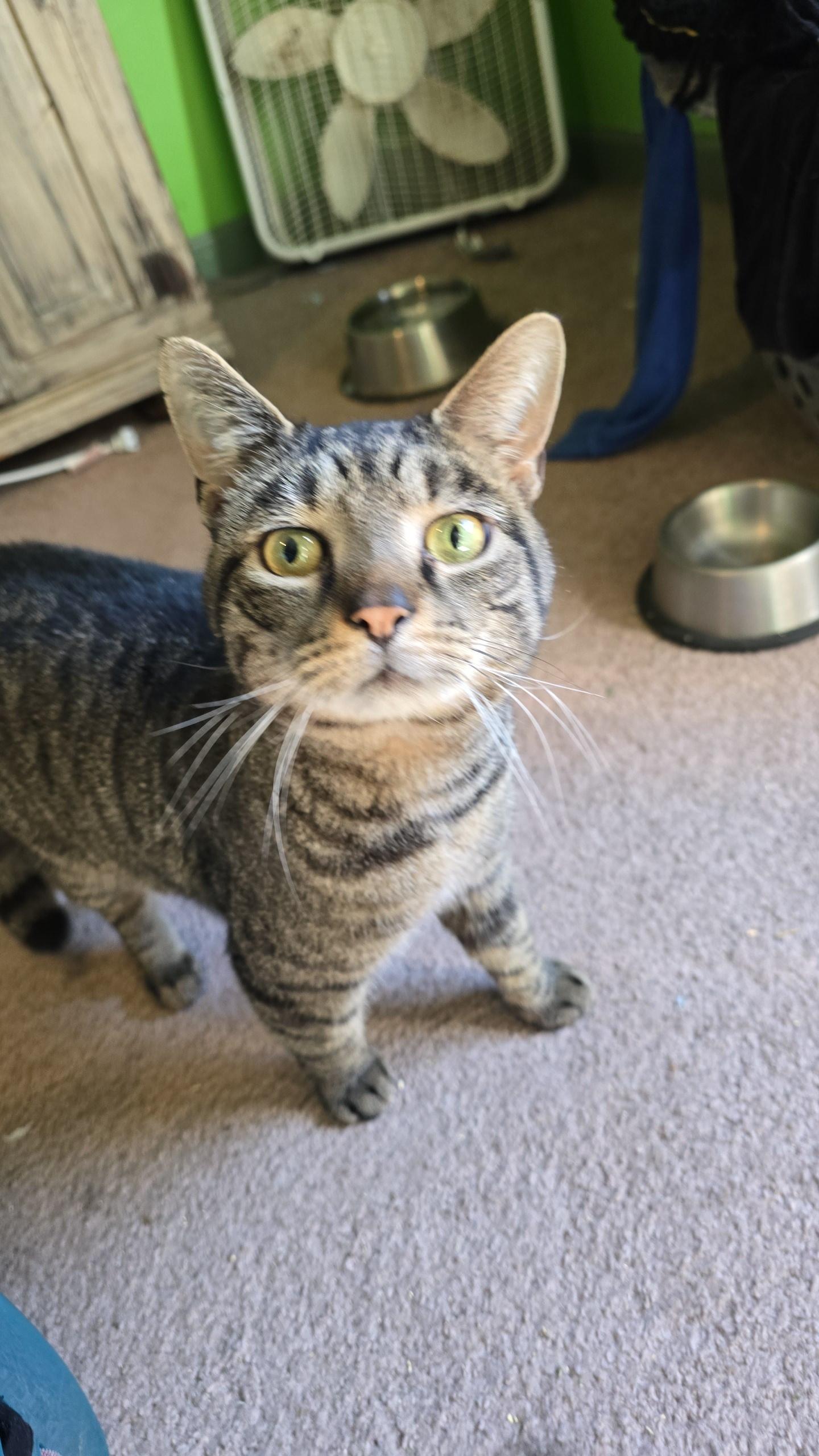 Enlarge Roscoe, a Adoptable American Bobtail in Sanford, NC image 1/6