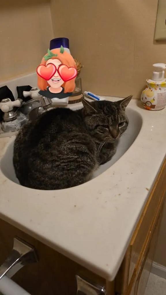 Roscoe, a Adoptable American Bobtail in Sanford, NC image 4/5