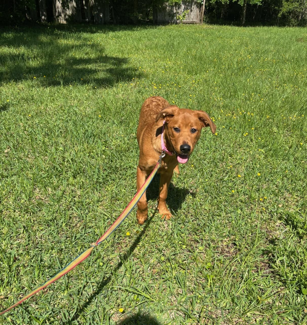 Cheddar photo 5