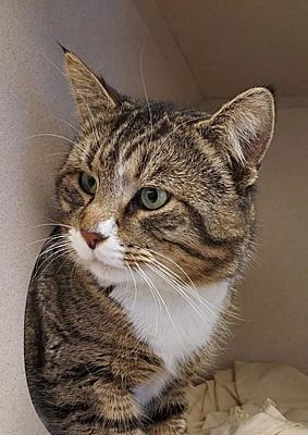 Jensen, a Adoptable Domestic Short Hair in Pottsville, PA image 1/6