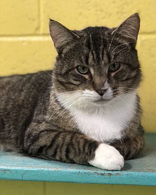 Jensen, a Adoptable Domestic Short Hair in Pottsville, PA image 2/6