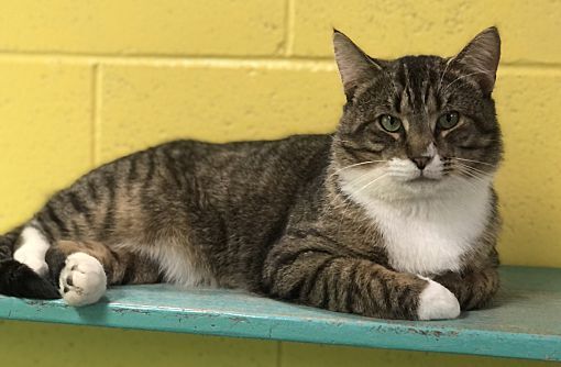 Jensen, a Adoptable Domestic Short Hair in Pottsville, PA image 3/6