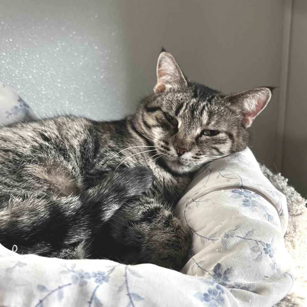 Enlarge Cinderheart, a Adoptable Domestic Short Hair in Brighton, MO image 1/6