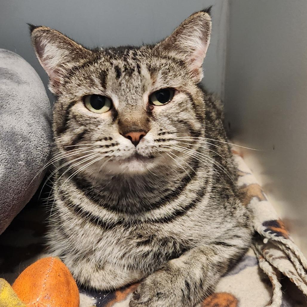 Enlarge Cinderheart, a Adoptable Domestic Short Hair in Brighton, MO image 2/6