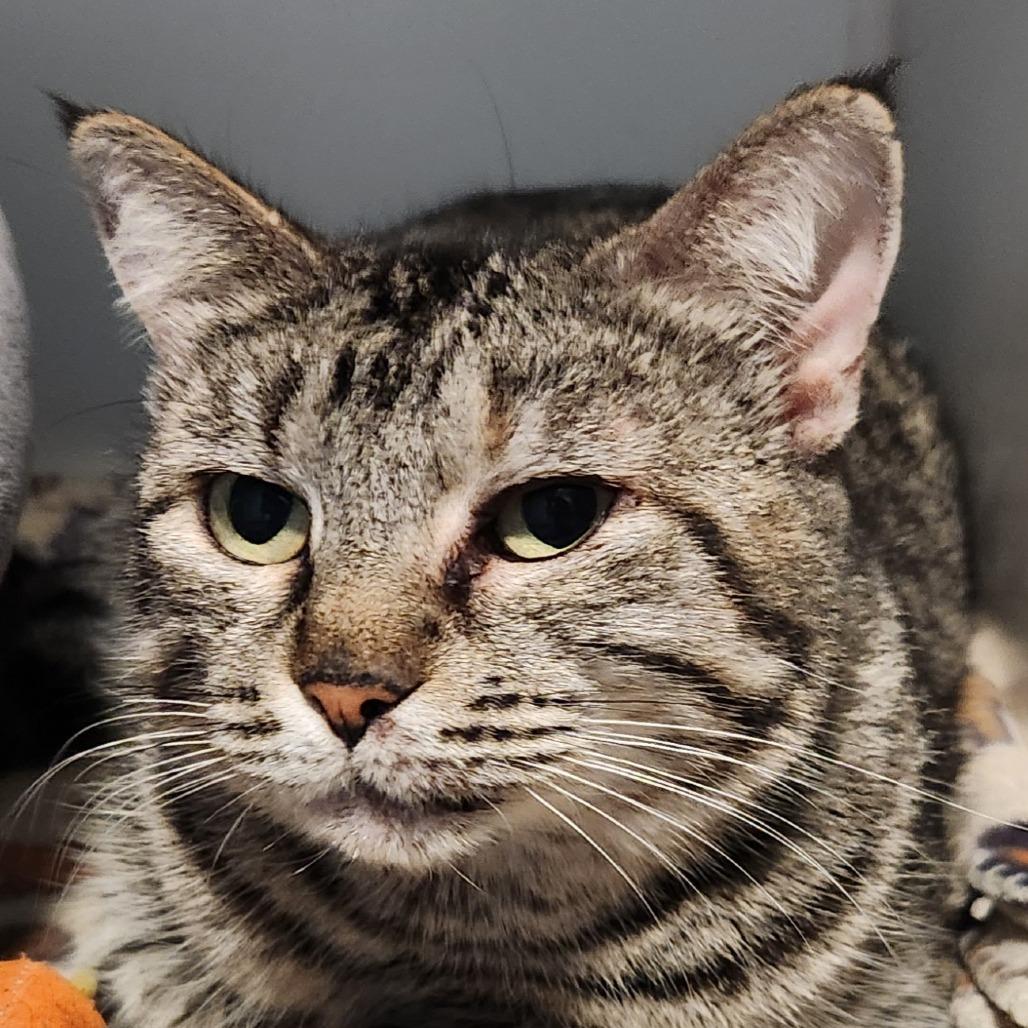 Enlarge Cinderheart, a Adoptable Domestic Short Hair in Brighton, MO image 3/6