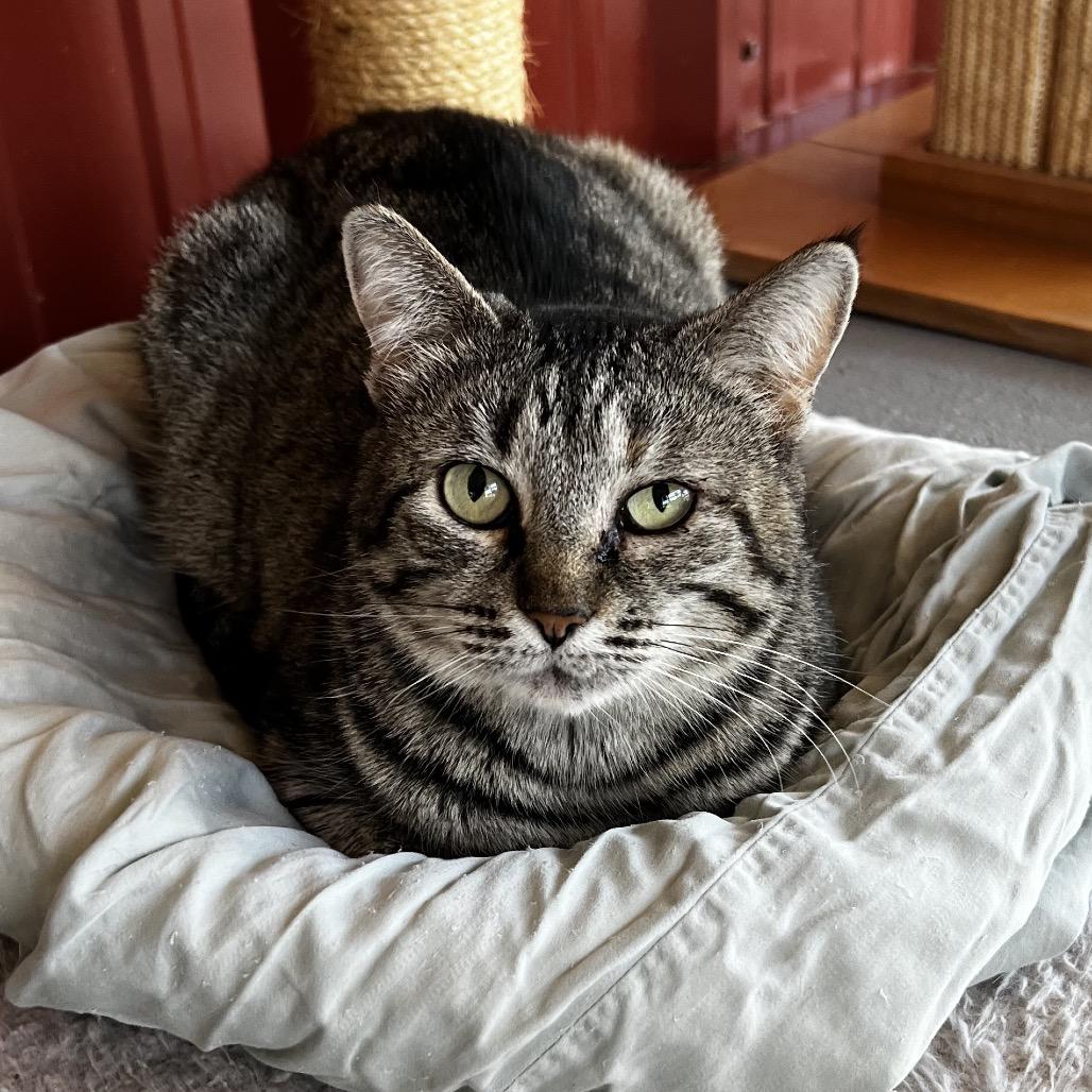 Enlarge Cinderheart, a Adoptable Domestic Short Hair in Brighton, MO image 4/6