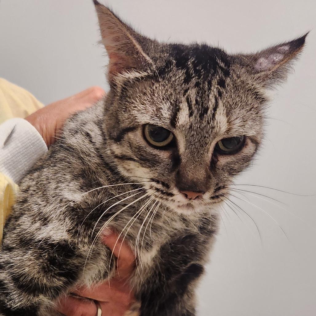 Enlarge Cinderheart, a Adoptable Domestic Short Hair in Brighton, MO image 5/6