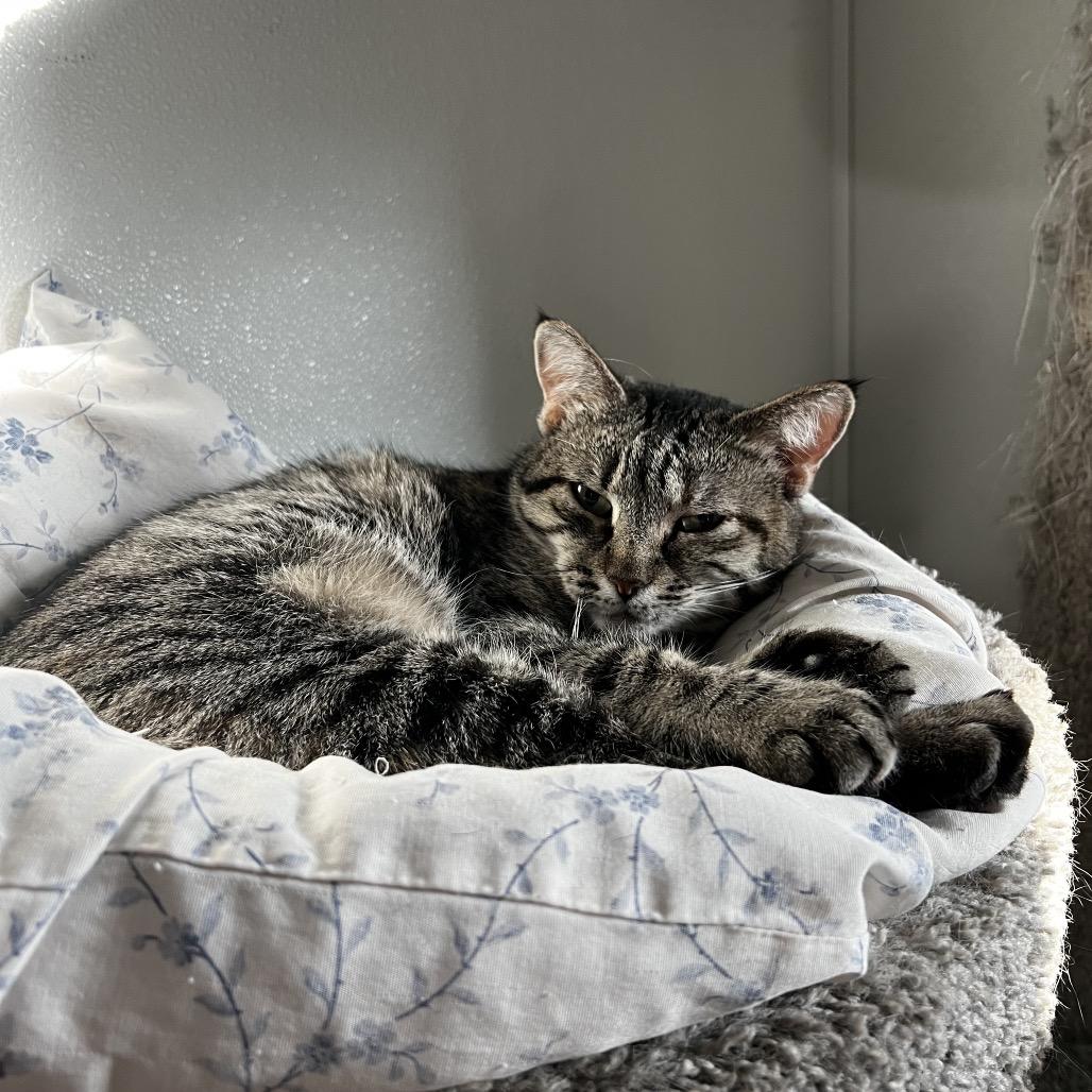 Enlarge Cinderheart, a Adoptable Domestic Short Hair in Brighton, MO image 6/6