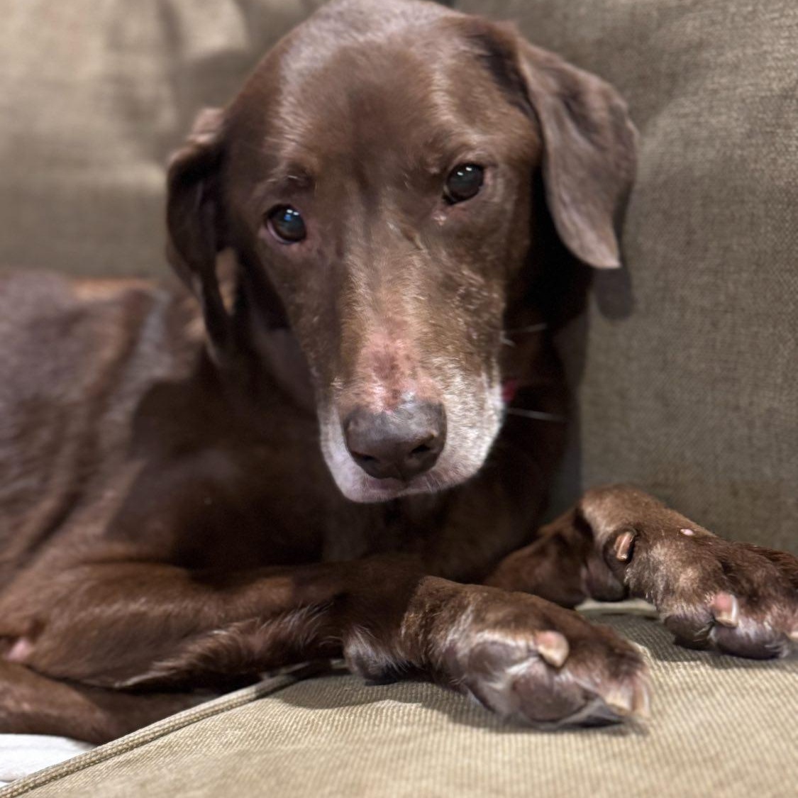 Lady, a Adoptable Chocolate Labrador Retriever in Memphis , TN image 3/6