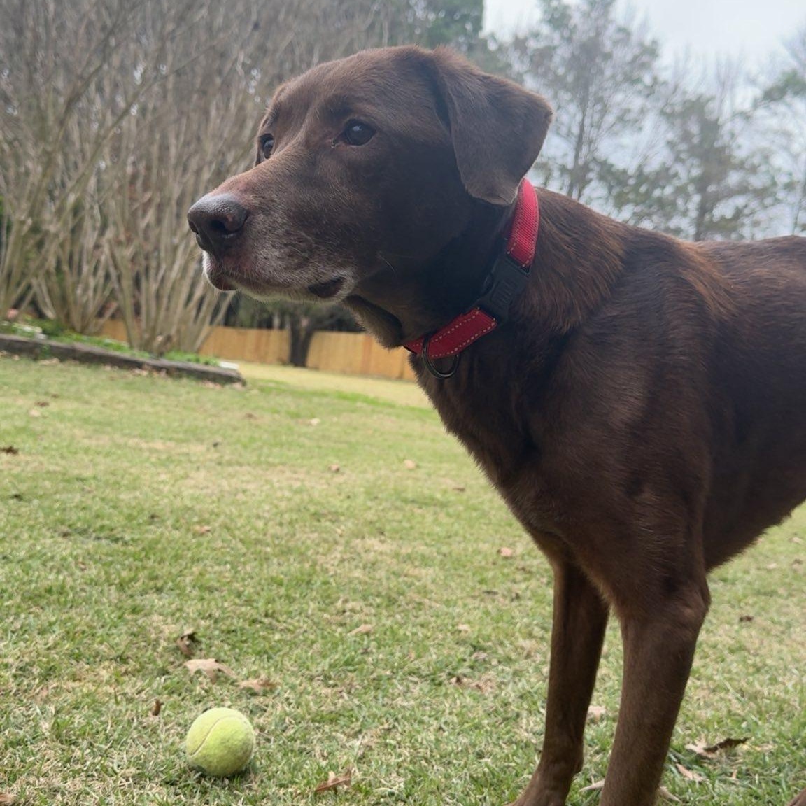 Lady, a Adoptable Chocolate Labrador Retriever in Memphis , TN image 4/6