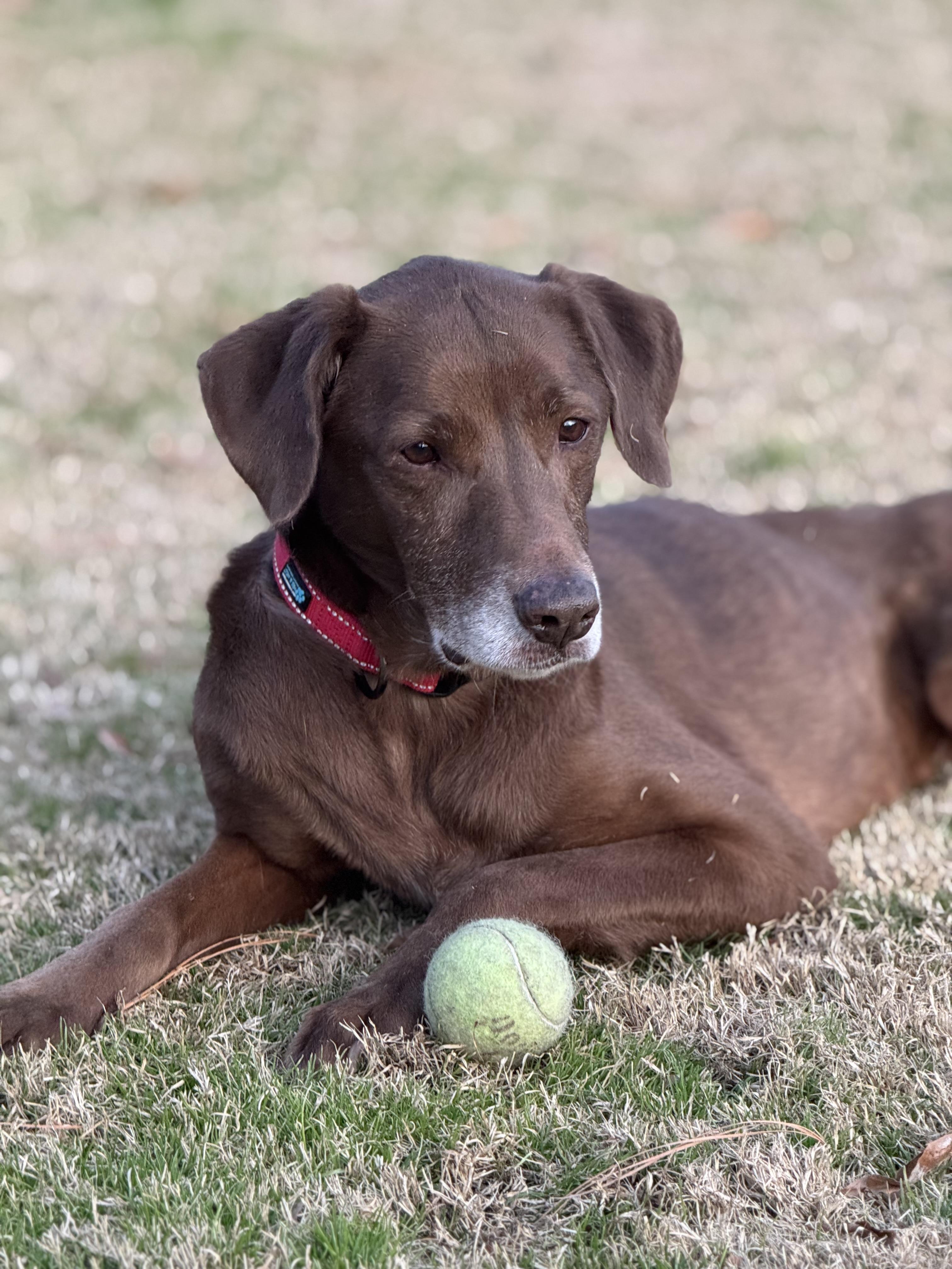 Lady, Adoptable, Adult Female Chocolate Labrador Retriever.