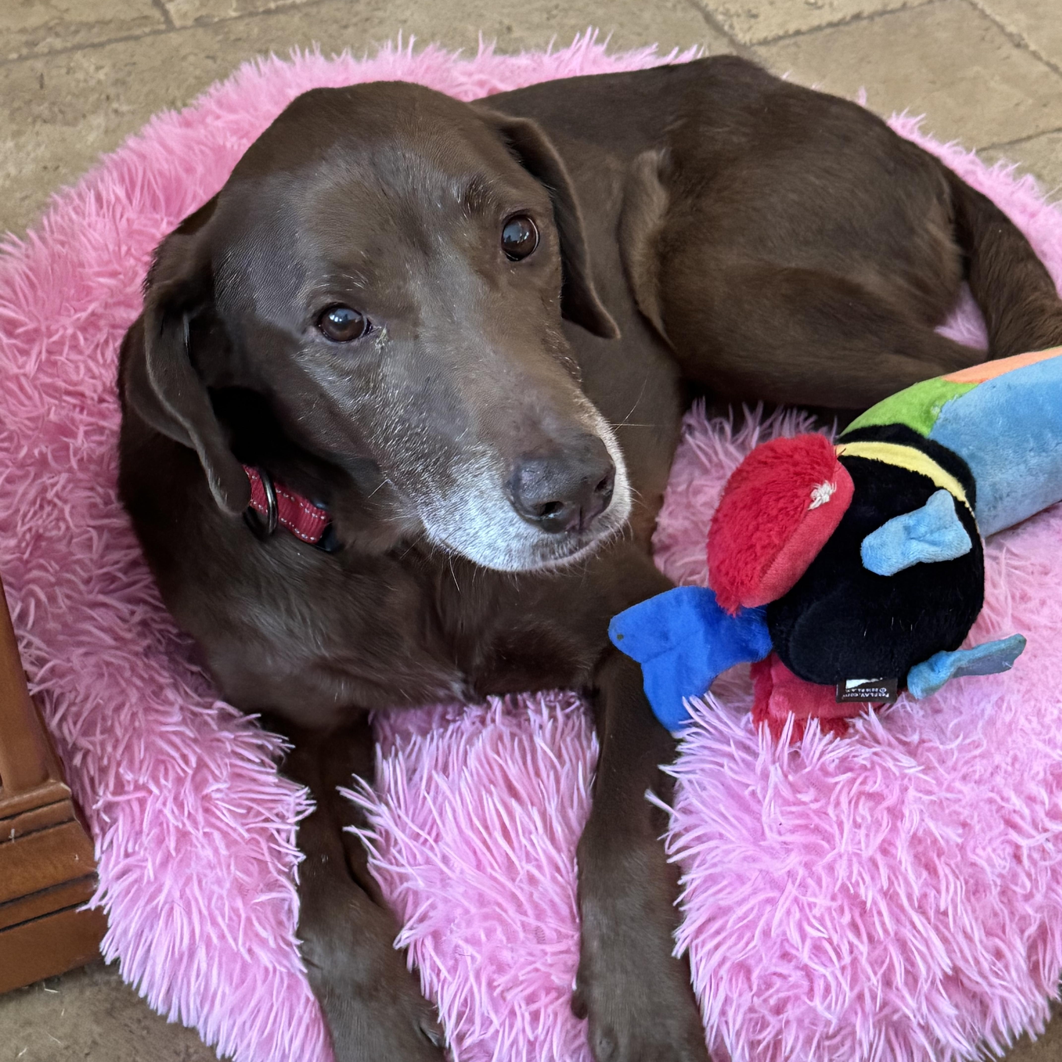 Lady, a Adoptable Chocolate Labrador Retriever in Memphis , TN image 2/6