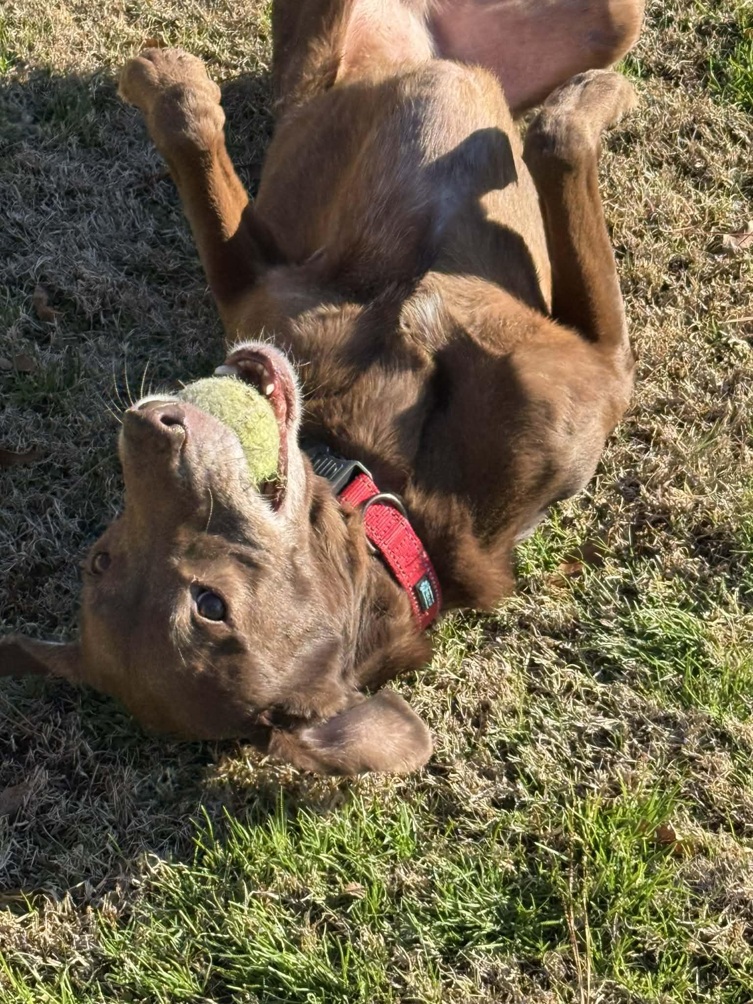 Lady, a Adoptable Chocolate Labrador Retriever in Memphis , TN image 5/6