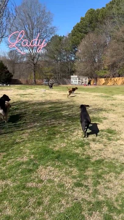Enlarge Lady, a Adoptable Chocolate Labrador Retriever in Memphis , TN video 6/6