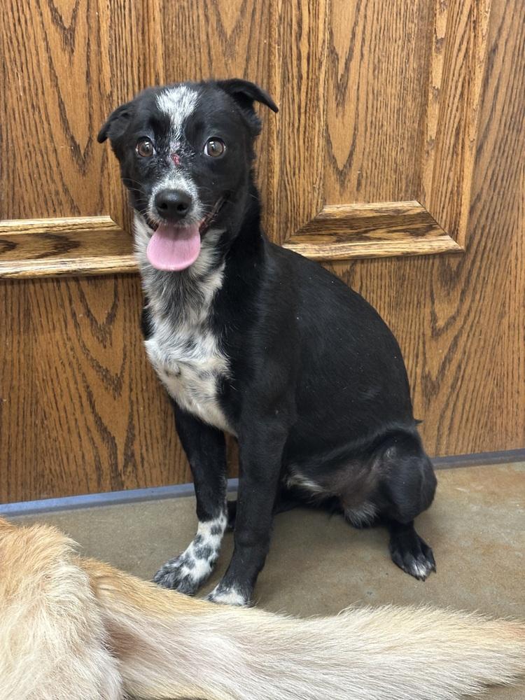Sunny, Adoptable, Adult Female Australian Cattle Dog / Blue Heeler & Chihuahua.
